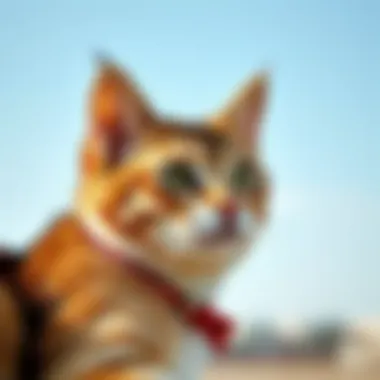 Magnificent Kitty Ear Clips: A Comprehensive Exploration