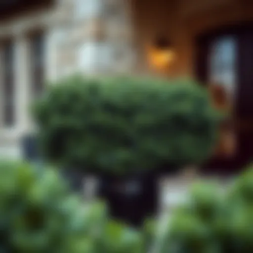 Exploring the Aesthetics and Functionality of Outdoor Artificial Boxwood Introduction